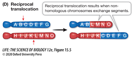 <p>A mutation that results when nonhomologous chromosomes break at different positions and swap segments.  </p>