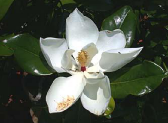 <p>Magnoliaceae</p>