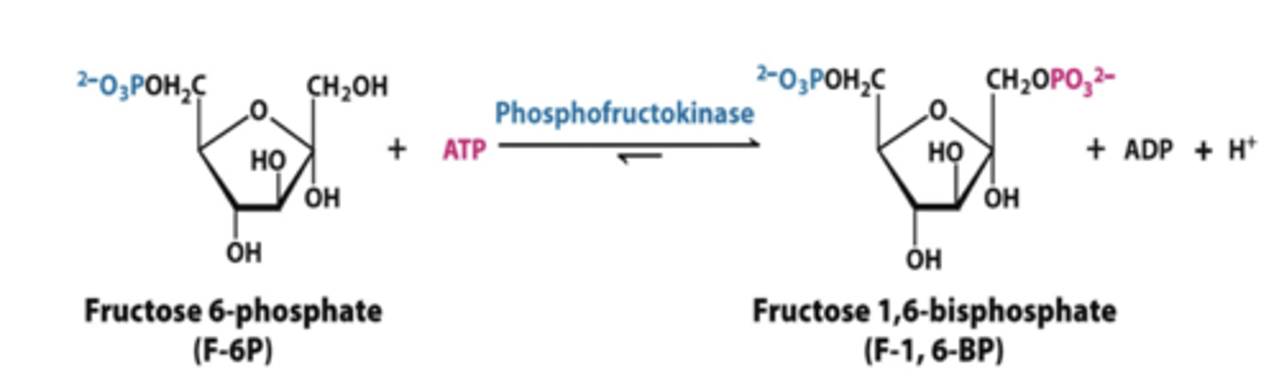 <p>phosphofructokinase-1</p><p>-fructose 6 phosphate to fructose 1,6 bisphosphate</p><p>*have to put in ATP</p><p>REGULATED</p>