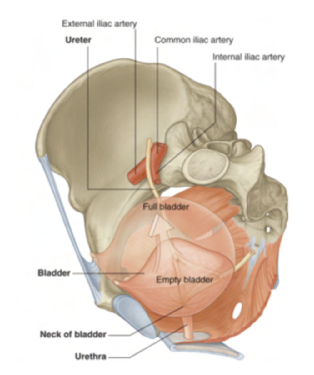 <p>numerous folds of transitional epithelium that allow the bladder to expand as it fills.</p>