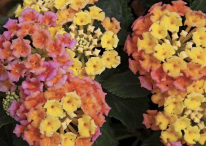 <p>Name This Flower</p>