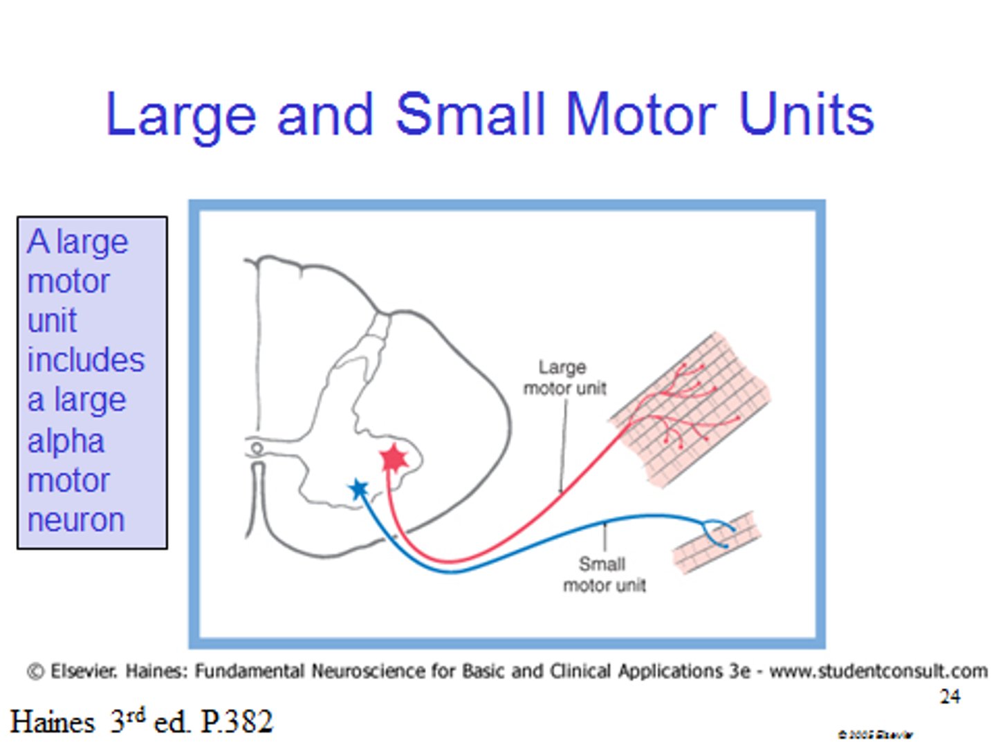 <p>fine degree of control</p><p>Three to six muscle fibers per neuron</p><p>Eye and hand muscles</p>