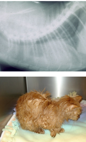 <p>Feline lymphoma cases</p>