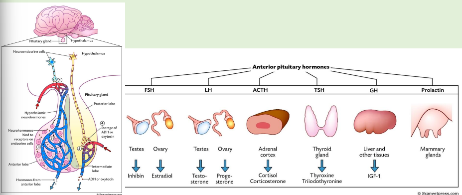 <p>Hypothalamus produces peptides and amines that influence the pituitary gland to produce<strong> tropic hormones</strong>* e.g. corticotropin which in turn influences production of cortisol by peripheral target tissues</p><p></p><p>They are produced by neurosecretory cells in the several hypothalamic nuclei</p><p></p><p>Most tropic hormones are produced and secreted by the anterior pituitary gland</p><p></p><p>Adenohypophysis produces several hormones designated by acronyms as growth hormone (GH), follicle-stimulating hormone (FSH)</p><p></p><p>*trope, turning-because they turn on endocrine glands or support</p>