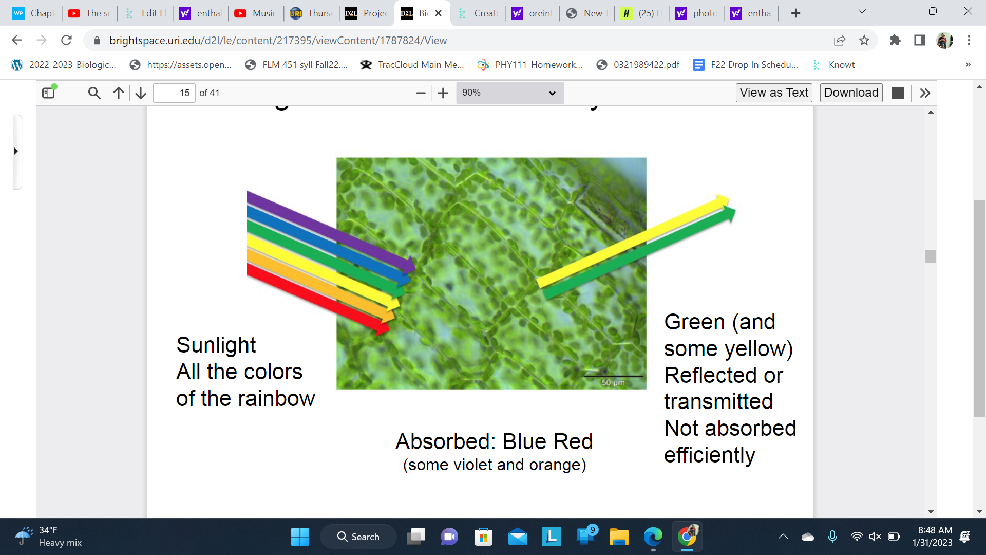 Red and Blue are absorbed

\
Some violent and orange is absorbed

\
Green and some yellow reflected is reflected and not absorbed

\
The plant appears green because green light is reflected instead of absorbed.