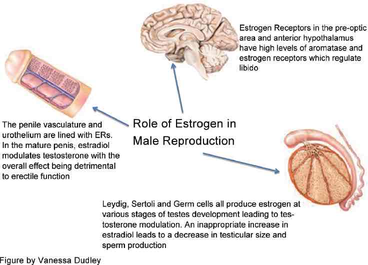 <p>In the testes, spermatogenesis is modulated at every level by estrogen, starting with the hypothamamus-pituitary-gonadal axis, followed by Leydig, sertoli, and germ cells, finishing with the epithelium, epididymis, and mature sperm</p>