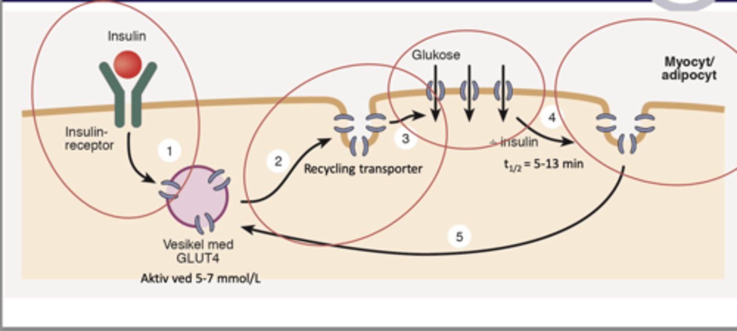 <p>1. Insulin binder til sin receptor</p><p>2. Insulin receptor komplekset sender signal ind til vesiklerne som ligger inde i cellen som indeholder vesikler med GLUT4</p><p>3. GLUT4 sendes til overfladen hvor det tillader influx af glukosen</p><p>4. Det sker kun i myocytter og adipocytter, dette influx gør at blodglukose niveauerne falder, da glukosen nu kommer ind i cellen.</p>