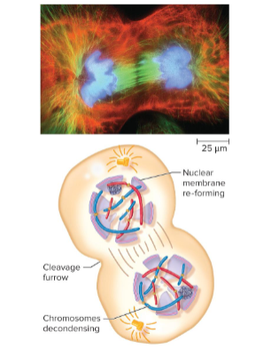<p>The final phase of mitosis in which chromosomes reach their respective poles and decondense. The nuclear membrane reforms to form two separate nuclei.</p>