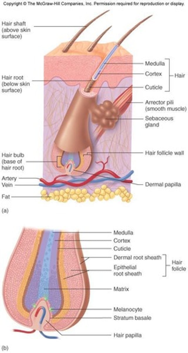 <p>A hair consists of a shaft above the skin, a root below the skin, and a hair bulb where hair formation occurs.</p>