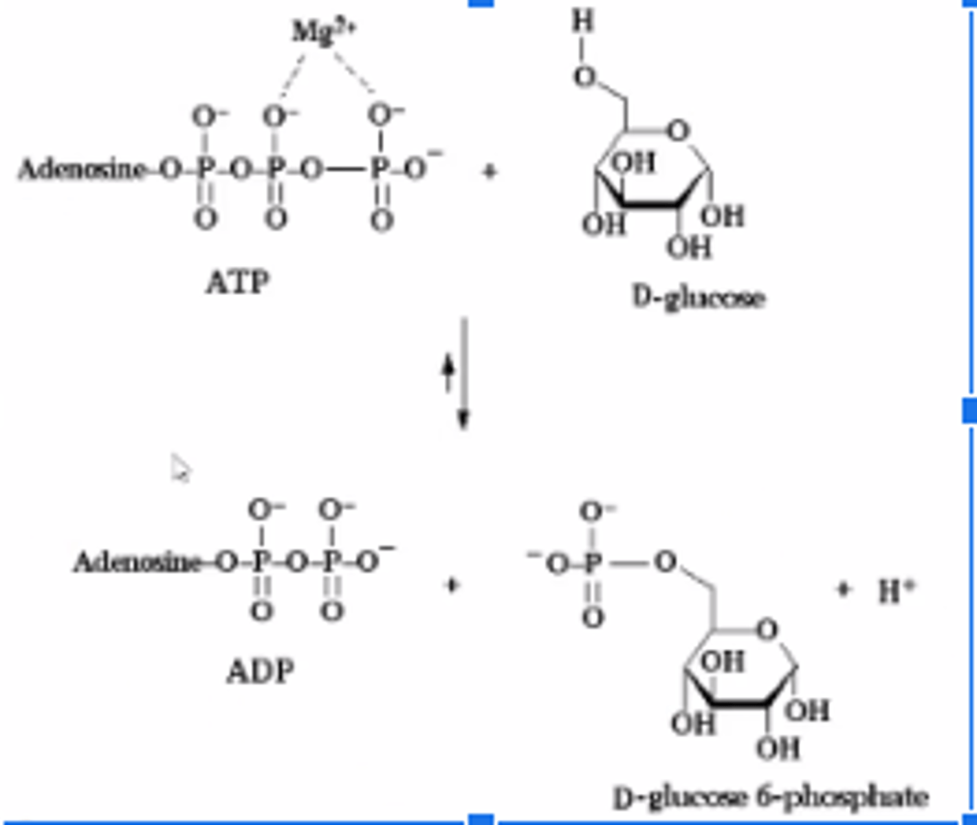 <p>Basic group(H sticking off of D-glucose) on enzyme accepts proton from the sugar(general acid base catalysis), making sugar a stronger nucleophile.</p><p>O: more negatively charged, so it attacks the phosphate group</p><p>Magnesium(Mg2+) helps reduce the negative charge of the oxygens; allows hydroxyl group to attack much easier</p>