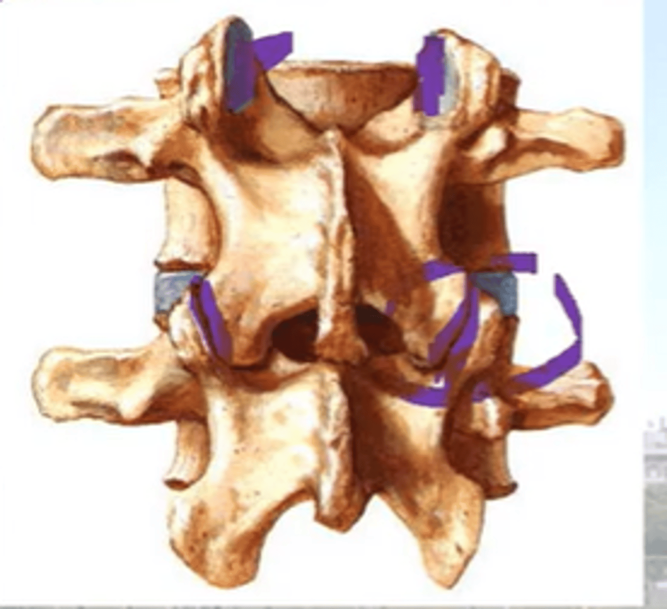 <p>L1-4 = Sagittal Plane (close to)</p><p>at each segment </p><p>- upper facet = faces laterally</p><p>vs.</p><p>- lower face = faces medially</p><p>L5-S1 = near the Frontal Plane </p><p>- facet surface of L5 faces anterior</p><p>- facet surface of S1 faces posterior</p><p>= resists anterior movement of L5 on S1 due to normally occurring anterior shear forces</p><p>(Just like T-Spine)</p>