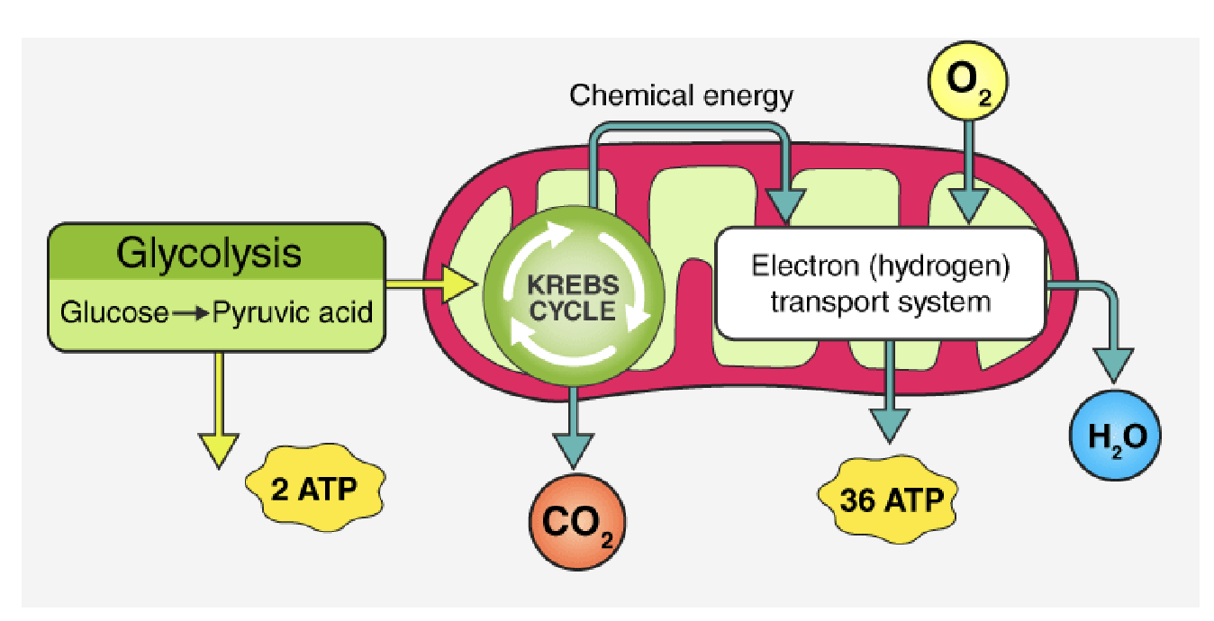 <p>glycolysis → citric acid cycle/Krebs cycle → electron transport chain </p>