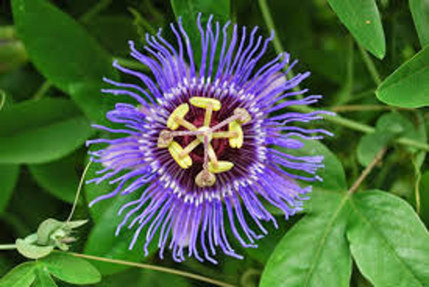 <p>passion flower</p>