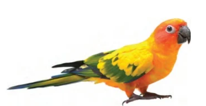 term image