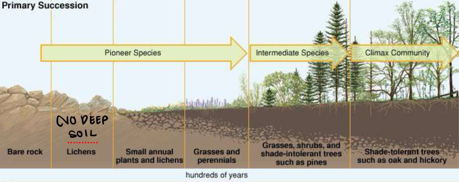 <p>Primary Succession</p>