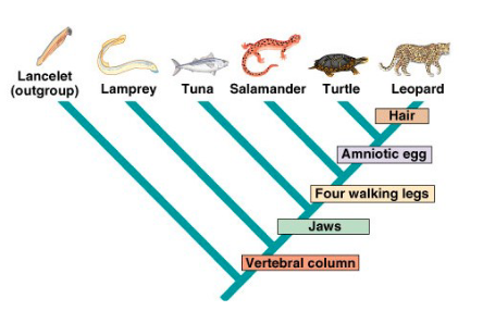 <p>type of phylogenetic tree that is arranged to emphasize which species are more primitive vs. more evolved</p><ul><li><p>most primitive species are on the left</p></li><li><p>most evolved species are on the right</p></li></ul><p></p>