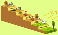 each step in a food chain or food web. producers are at level 1.