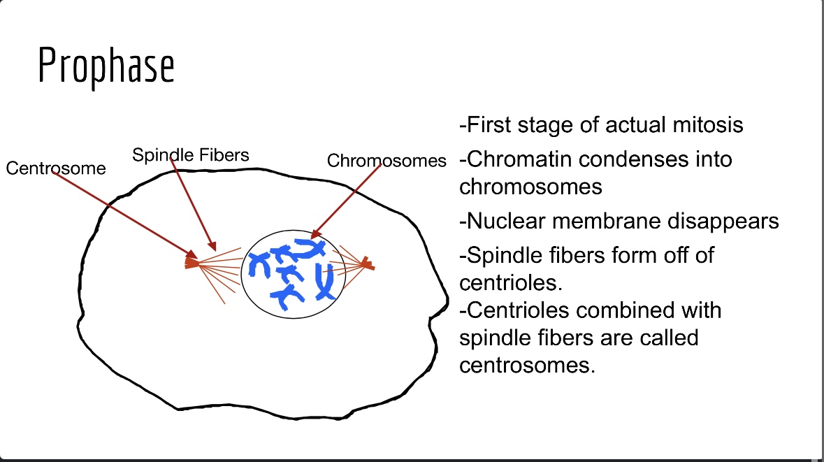 <p>Chromatin condenses into visible chromosomes, the nuclear membrane dissolves, and spindle fibers begin to form from centrioles. (2nd step)</p>