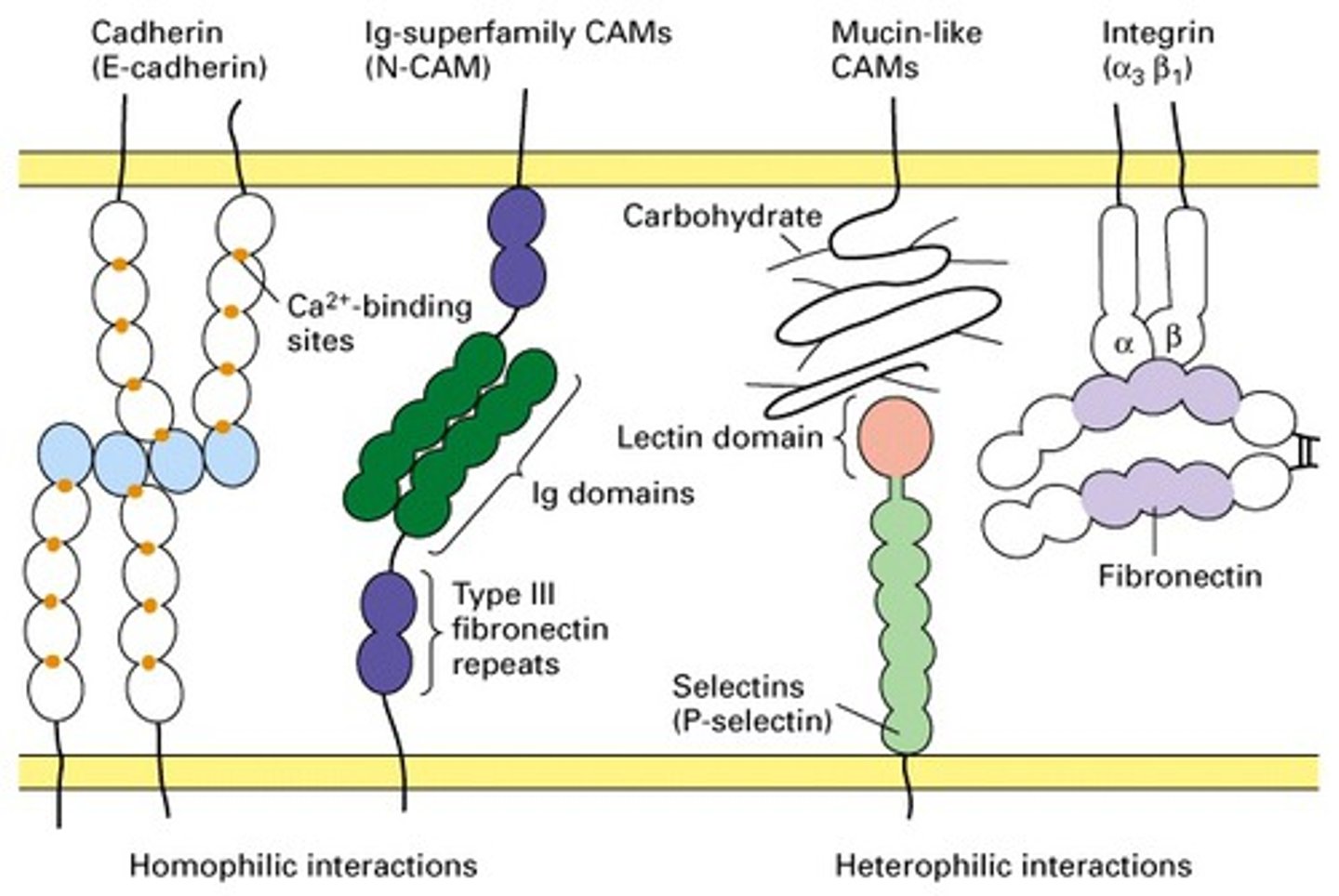 <p>via cell adhesion molecules (CAMs)</p><p>- cells secrete fibronectin (connective tissue) and laminin (epithelial tissue) into the ECM</p>