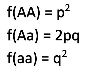 <ul><li><p>the proportion of a specific genotype w/in a population</p></li><li><p>ranges from 0 to 1</p></li></ul><p></p>