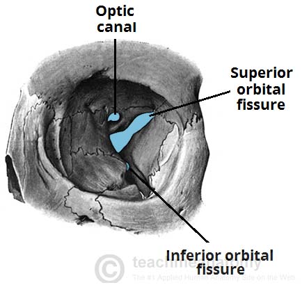 in sphenoid bone