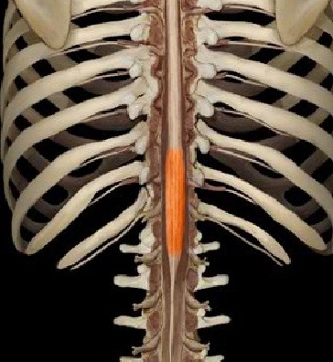 <p>nerves to pelvic region and lower limbs - - associated with the lumbosacral plexuses and lower limb innervation</p>