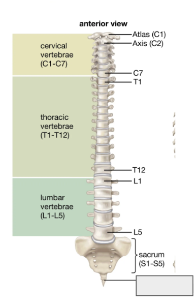 <p>Name the covered bone</p>