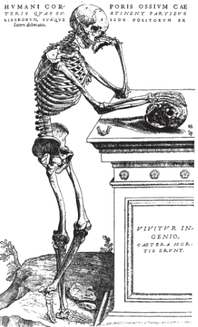 <p>Physician who wrote On the Structure of the Human Body in 1543, the first atlas of anatomy, after getting Church approval to dissect cadavers instead of just barber-surgeons</p>