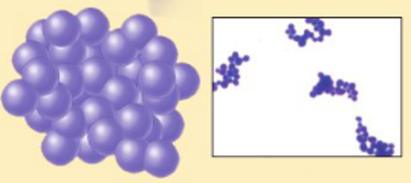 <p>cocci that appear in clusters</p>