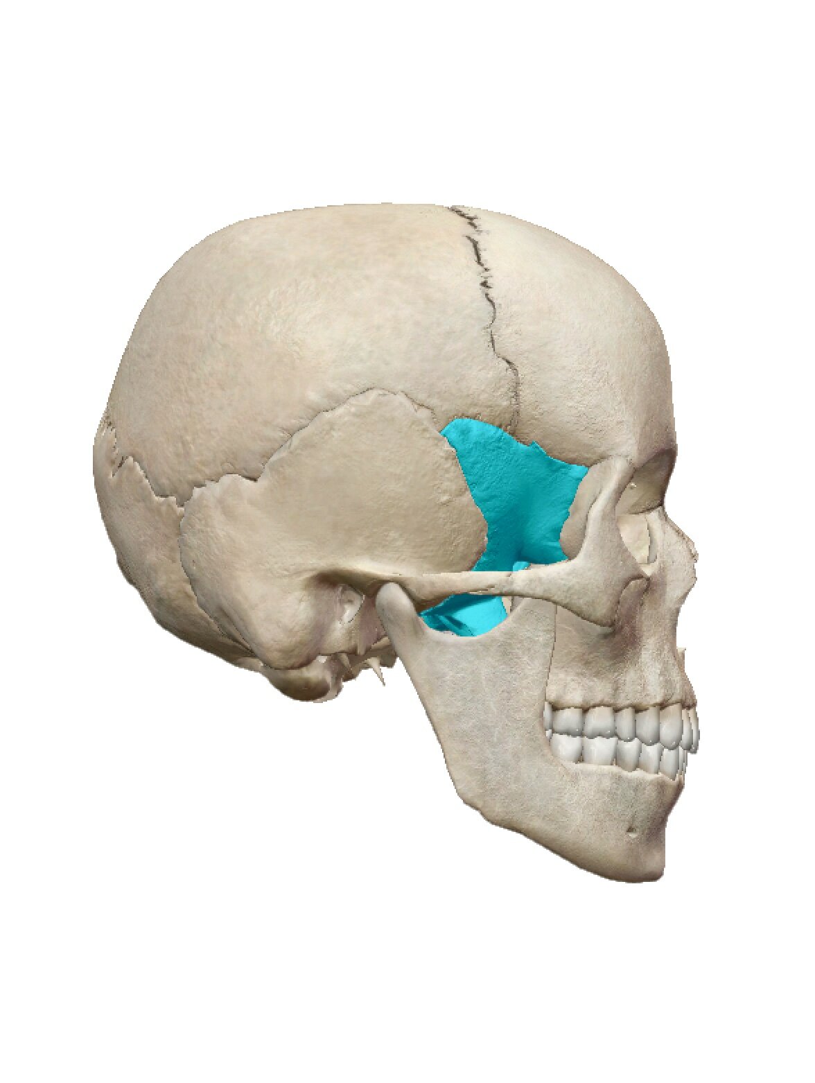 knowt flashcard image