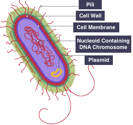 <p>Unicellular, feeds on organisms, asexual reproduction </p>