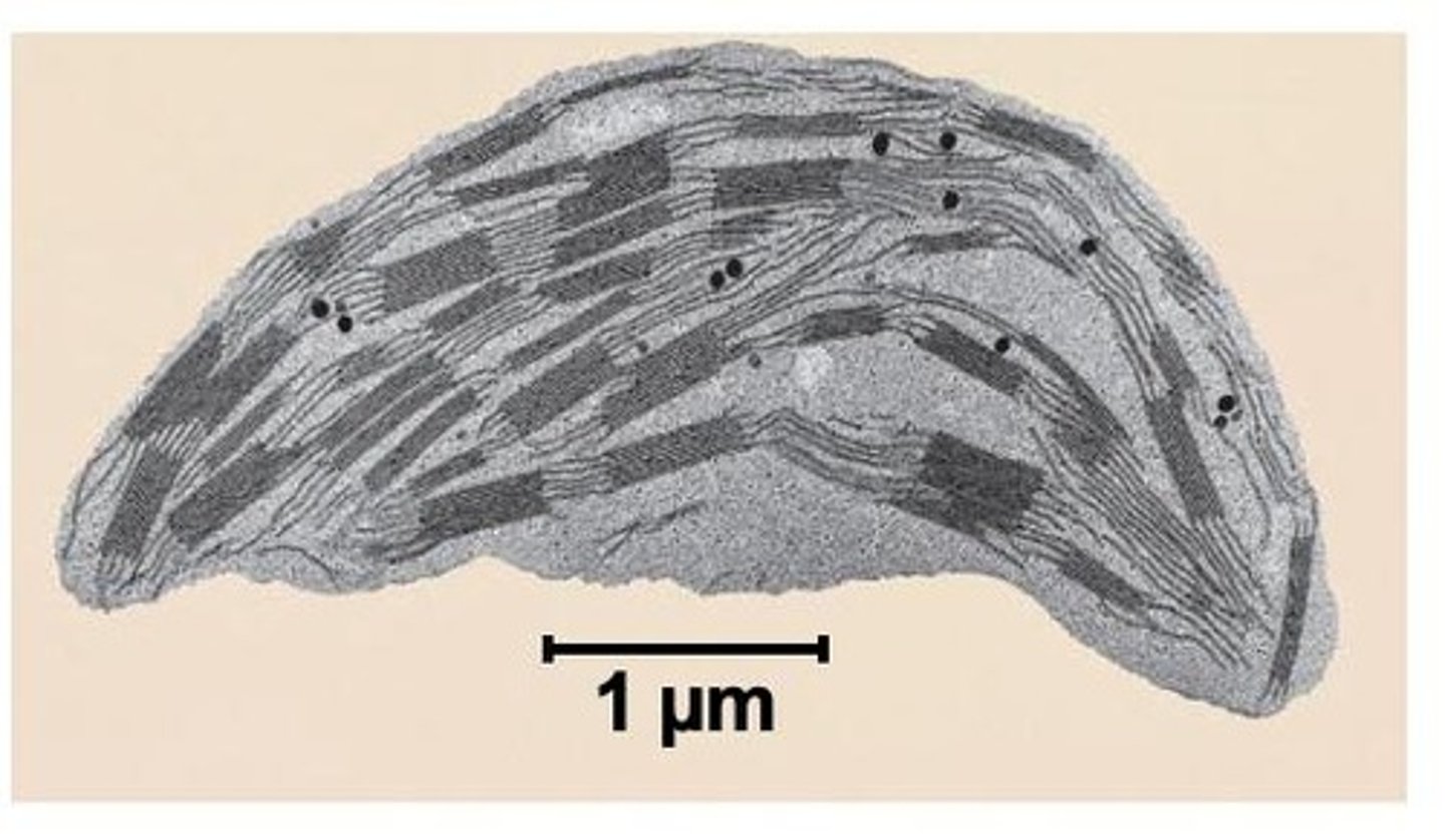 <p>Chloroplasts are the site of photosynthesis, harnessing sunlight to produce food for the plant.</p>