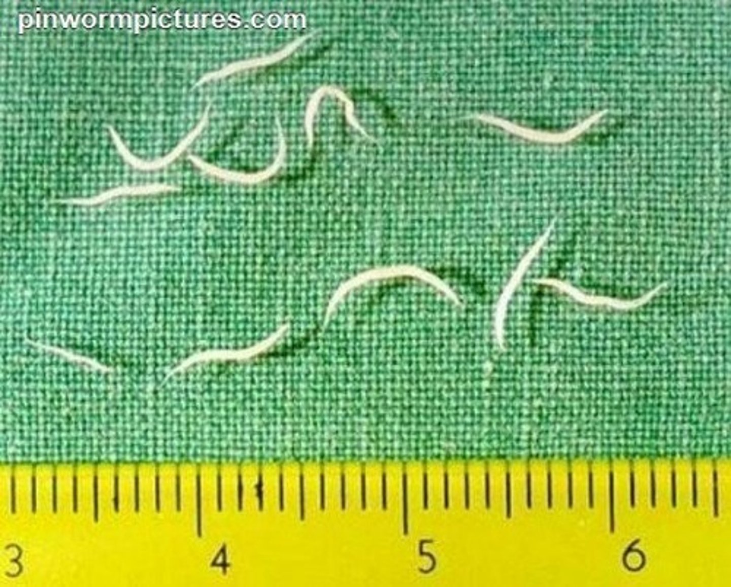 <p>a small parasitic nematode that is similar to the hookworm. The strongyles species are often reffered to as strongyles. There are 3 types: strongyloides canis (dogs), strongyloides stercoralis (dogs, cats, humans), strongyloides westri (horses)</p>