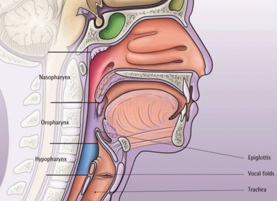 <ul><li><p>structure:</p><ul><li><p>lined with stratified squamous epithelium</p></li><li><p>mucous membrane (lubrication)</p></li><li><p>skeletal muscle</p></li></ul></li></ul><p></p>
