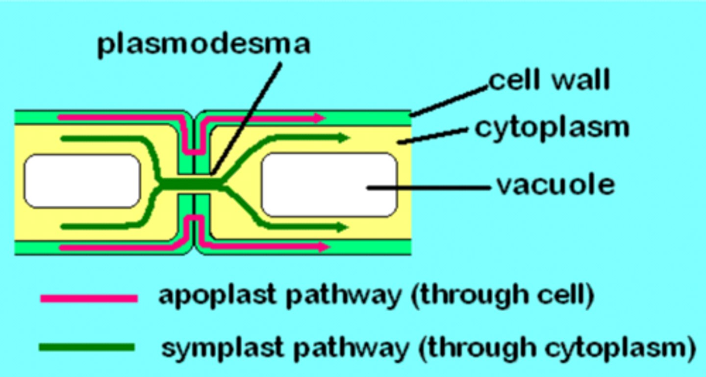 <p>Water moves through cell walls and spaces between cells</p><p>Moves by cohesion (water sticking to water)</p><p>At the endodermis, the Casparian strip blocks the apoplast route, forcing water into the cytoplasm</p>