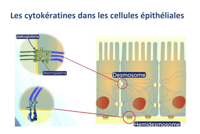 <p></p><ul><li><p><strong>Cytokératines</strong></p><ul><li><p><strong>Côté basolatéral :</strong> liées aux <strong>desmosomes</strong> via <strong>plakoglobine</strong> et <strong>desmoplakine</strong></p></li><li><p><strong>Côté basal :</strong> liées aux <strong>hémidesmosomes</strong></p></li></ul></li></ul><p></p>