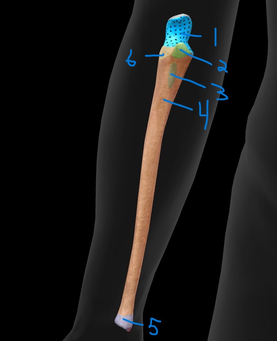 <p>Label ulna landmarks 3</p>