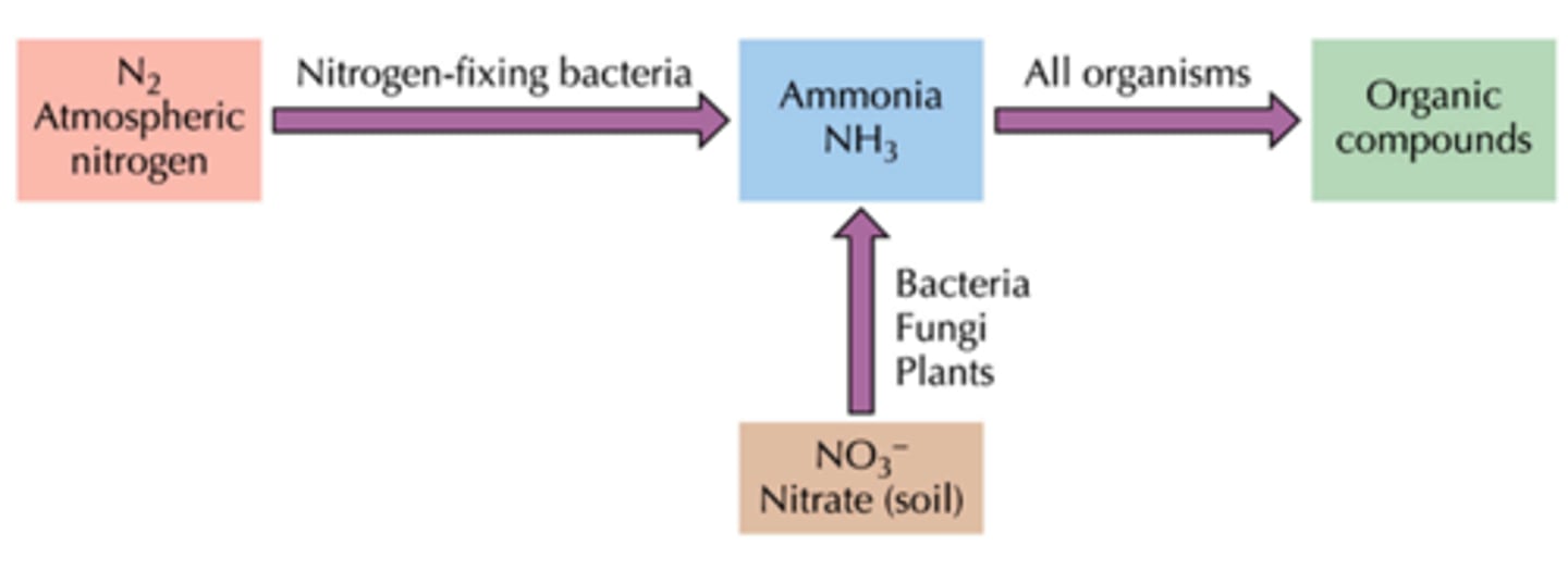 <p>what happens during nitrogen fixation during the assimilation of nitrogen?</p>