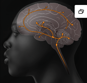<p>Function: <span><em>Affects mood, hunger, sleep, and arousal</em></span></p><p>Malfunctions: <span><em>Undersupply linked to depression. Some drugs that raise serotonin levels are used to treat depression.</em></span></p>