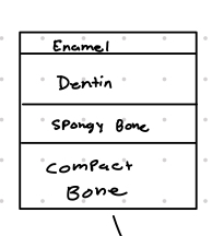 <p>Which type of scale is this?</p>