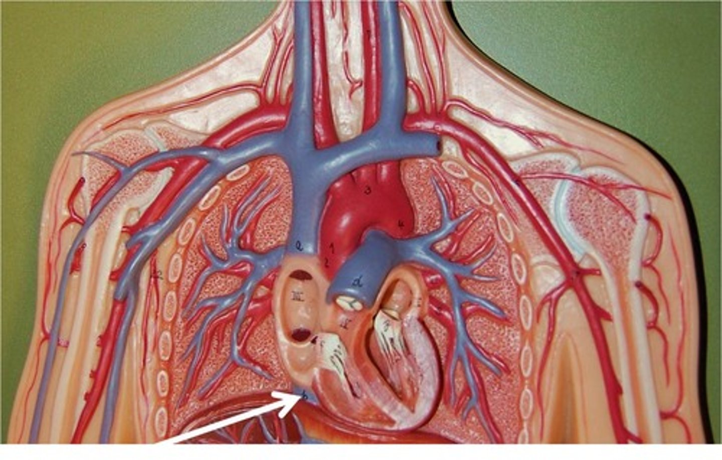 <p>A large vein that carries deoxygenated blood from the lower body to the right atrium.</p>
