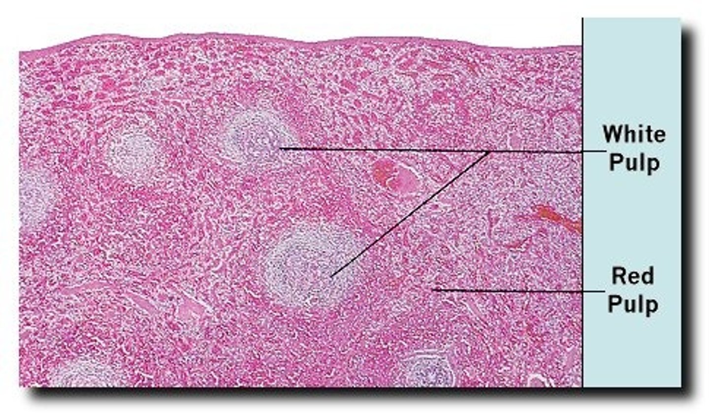 <p>lymphocytes, macrophages surrounding small branches of splenic artery</p>