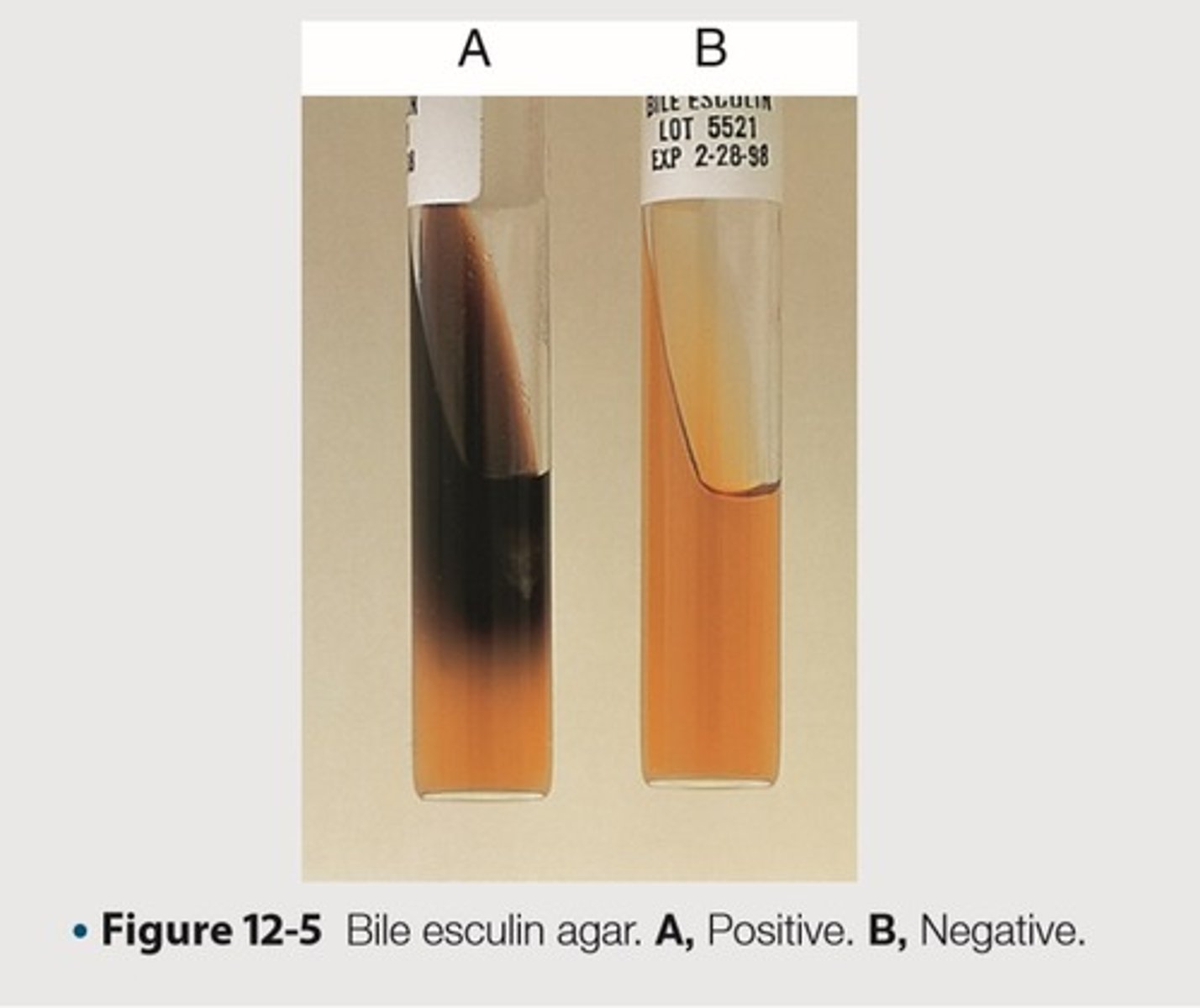 <p>This is the organism and its expected results for the quality control of Bile Esculin Test to exhibit negative results</p>
