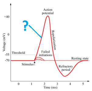- Na+ channels are open.
-K+ channels begin to open.
- inward movement of the Na+ makes the inside of the membrane positive.