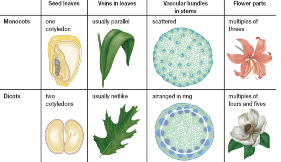 <p><strong>seed leaves:</strong> one cotyledon</p><p><strong>veins in leaves:</strong> usually parallel</p><p><strong>vascular bundles in stems</strong>: scattered</p><p><strong>flower parts:</strong> multiples of three</p>