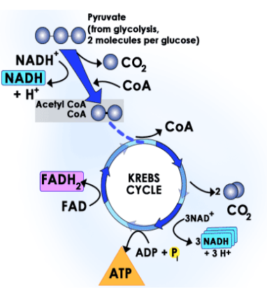<p>krebs cycle overview</p>