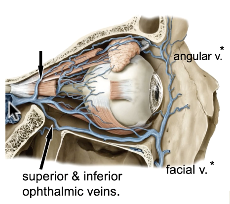<p>superior &amp; inferior ophthalmic veins connected to facial v./angular v/ and cavernous sinus</p>