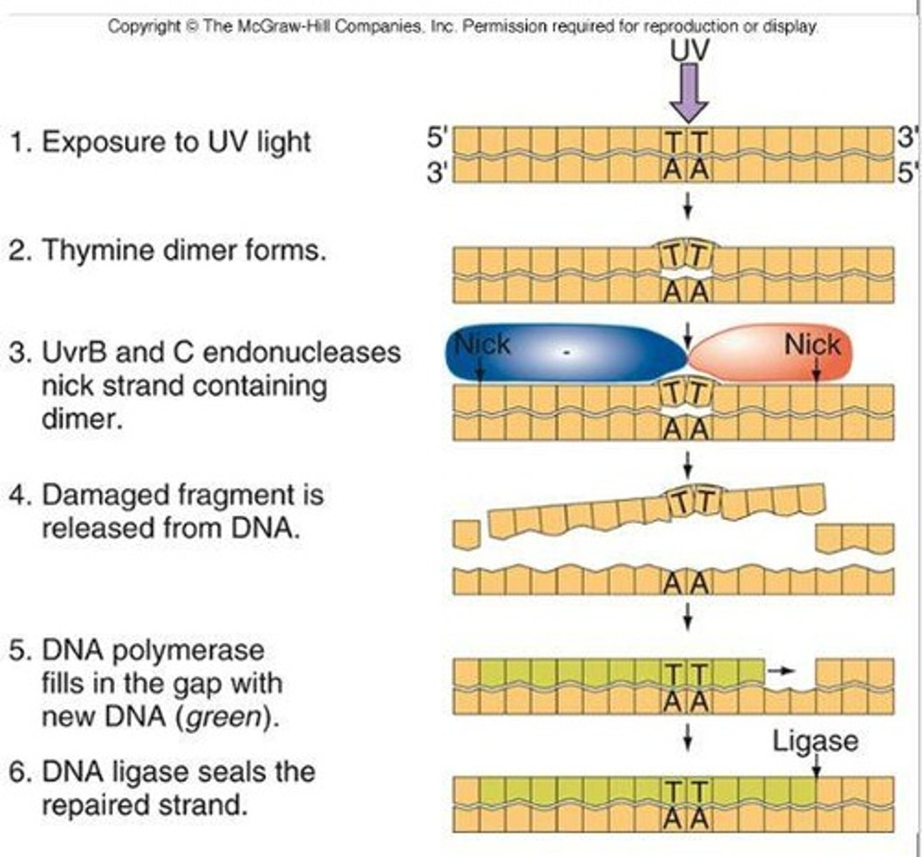 <p>Nucleotide excision repair is a DNA repair mechanism that removes bulky DNA adducts and replaces them with the correct nucleotides.</p>