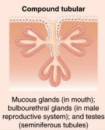 <p><span>Glands with multiple ducts, each with a narrow tubular secretory portion.</span></p>