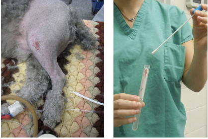<p><span>Do NOT culture skin the skin, but rather obtain deep tissue samples! Sterile aspiration can performed using ultrasound if needed.</span></p>